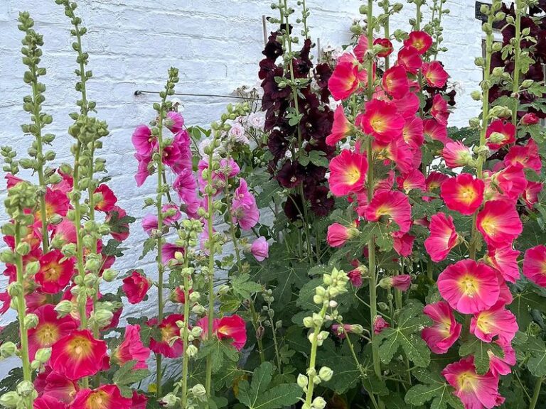 If Your Hollyhocks Line The Garden Fence, Here’s What History Actually Shows About Their Roots