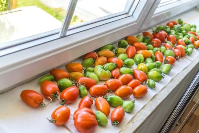 Don’t Let Frost Take Your Green Tomatoes: Here’s How To Ripen Suitable Fruit Indoors