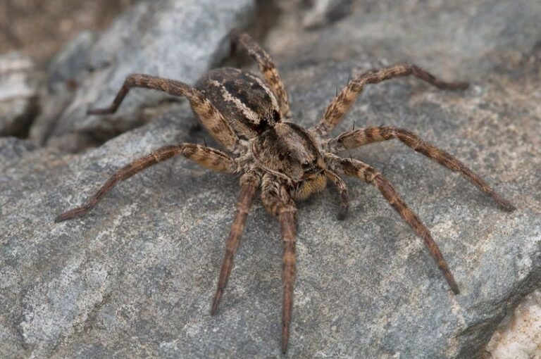 That Wolf Spider Sprinting Across Your Kitchen Floor Is Eating Hundreds Of Pests You Never See