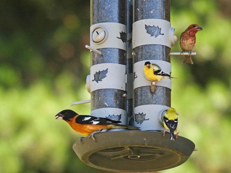 If The Same Few Birds Are All That Visit Your Feeder, Here Are 13 Foods That Bring In A Whole New Crowd