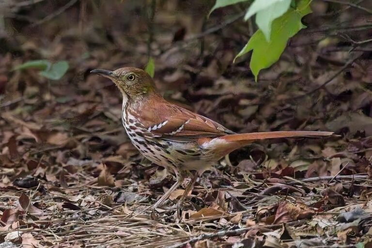 Brown Thrashers Keep Scratching Through The Leaf Litter In Your North Carolina Yard For A Reason