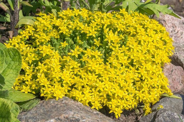 If Bare Spots Keep Showing In Your Beds, Here Are 13 Groundcovers That Fill Them In One Season