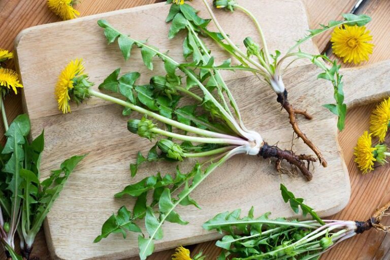 If You Keep Yanking Dandelions From Your Lawn, Here’s The Free Medicine Their Deep Taproots Are Quietly Mining For You