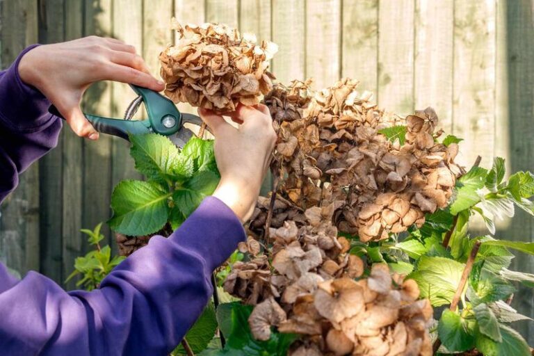 If Your Hydrangeas Bloomed Beautifully This Year, Here Are 9 Fall Moves That Protect Next Summer’s Flower Buds