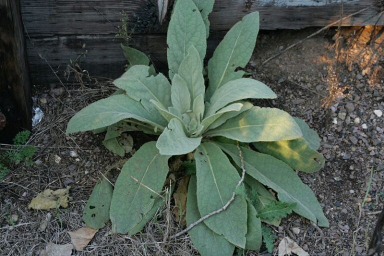 If A Fuzzy-Leafed Weed Lines Your Gravel Roadside, Here’s The Chest Remedy Its Velvet Leaves Held For Thousands Of Years