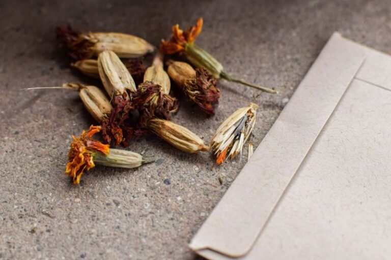 If Your Marigolds Are Drying Out On The Stem, Here Are 7 Steps To Collect Their Seeds For Next Year’s Free Patch