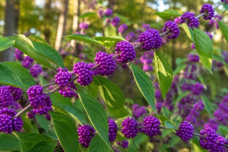 American Beautyberry: A North Carolina Native Shrub With Intriguing Lab Research and a Real Role in Your Yard Edge