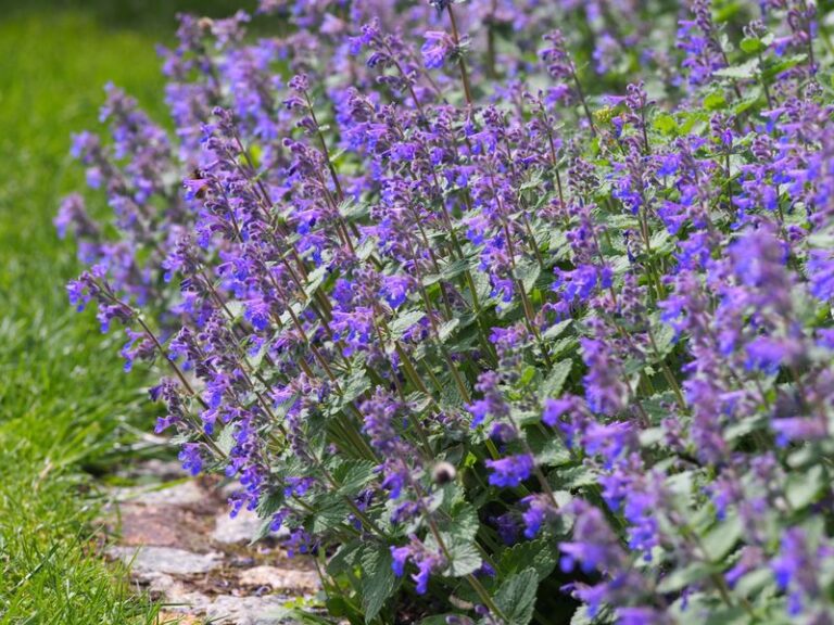 If Mosquitoes Swarm The Moment You Sit Outside, Here’s The Plant That Screams ‘Fire’ Straight Into Their Nervous System