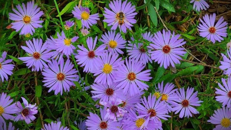 The Most Underrated North Carolina Native That Feeds Every Late Bee And Butterfly After Everything Else Fades