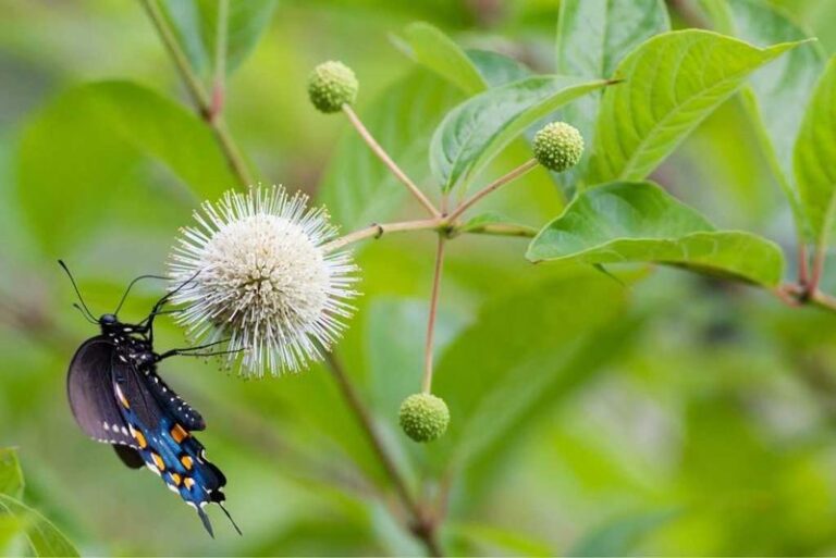 Skip Butterfly Bush In Your North Carolina Garden And Let This Native Magnet Take Over Instead