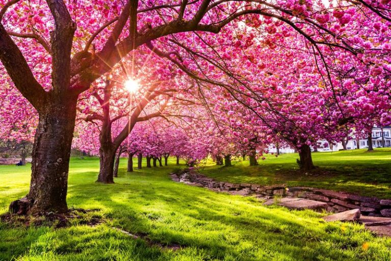 If One Flowering Tree Could Transform Your Yard, Here Are 12 Bloomers That Earn Their Spot Long After Spring