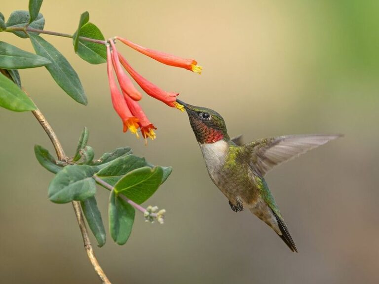 Coral Honeysuckle in North Carolina: A Native Vine for Hummingbirds, Not a Feeder Replacement or a Vine That Stays Put