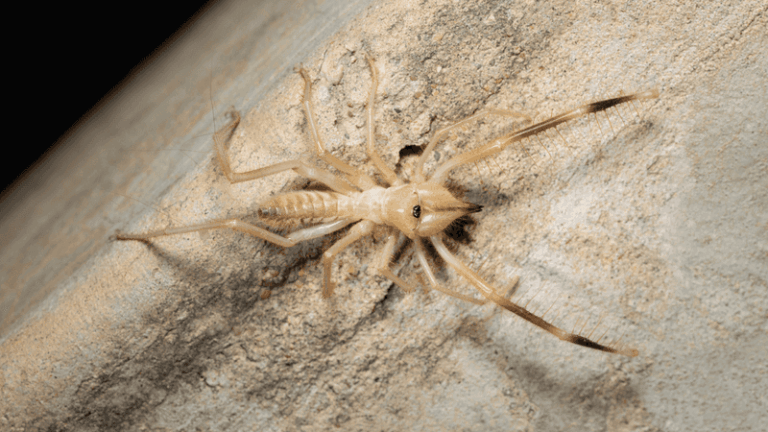 If A Camel Spider Sprints Across The Desert Sand, Here’s The One Brutal Problem It’s Racing To Solve