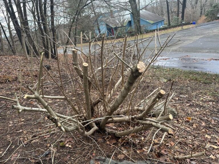 If Your Lilac Blooms Only At The Top Where You Can Barely See Them, Here’s The Reset That Brings Flowers Back To Eye Level
