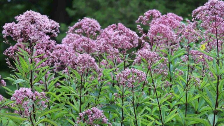 The Native North Carolina Plants That Fill The Soggy Low Spot Where Grass Always Drowns