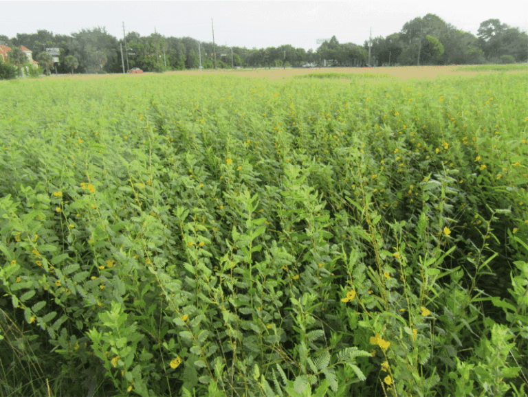 The North Carolina Native Cover Crops You Sow This Fall That Rebuild Drought-Hit Soil Better Than Mulch