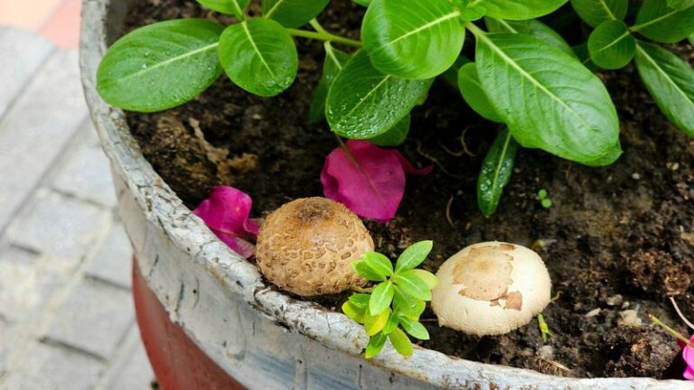 If Your Potting Soil Grows White Crust Or Mushrooms, Here Are 5 Warning Signs Your Pots Give Before The Plant Struggles
