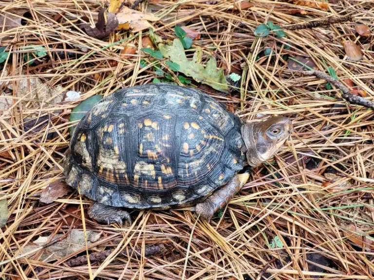 A Box Turtle Digging In Your North Carolina Fall Garden Is Getting Ready To Overwinter Right There