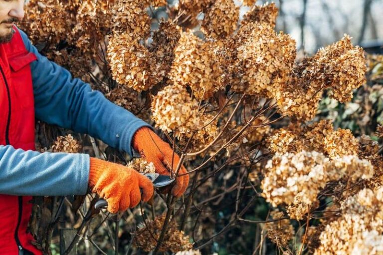 The Fall Hydrangea Pruning Mistake That Can Cost Next Year’s Blooms – and What to Do Instead