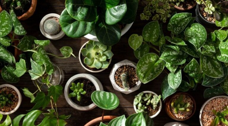 If Your Houseplant Looks Harmless On The Shelf, Here Are 13 That You Should Think Twice About Bringing Indoors