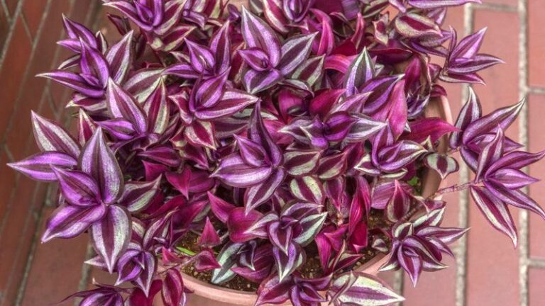 If Your Wandering Jew Grows Long And Leggy Indoors, Here Are 5 Easy Tricks That Bring Back Its Full, Colorful Shape