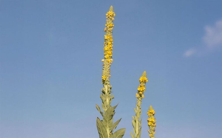 Common Mullein in Your Yard: What Its Yellow Flowers Mean for Seed Production