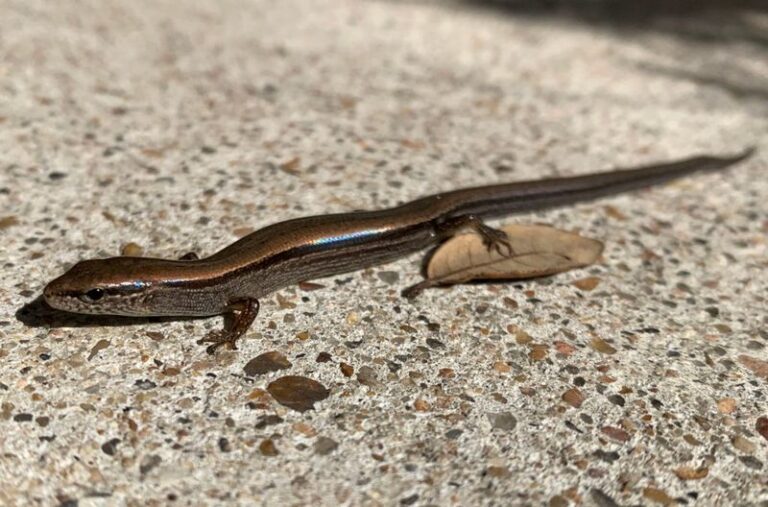 A Skink On Your North Carolina Patio Stones May Signal Usable Habitat and Accessible Prey