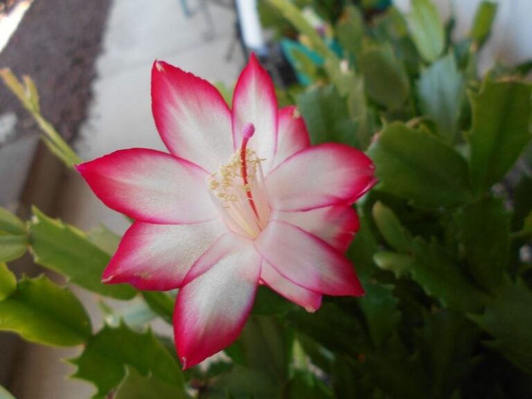 Holiday Cacti Trace Their Origins to Humid Brazilian Mountain Forests, and Your Care Routine Should Reflect It