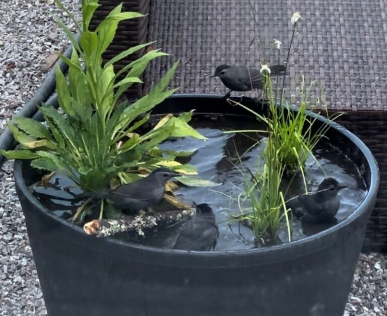 If You Bury A Single Bucket Flush With The Ground, Here’s The Self-Running Wildlife Pond That Shows Up Within Weeks