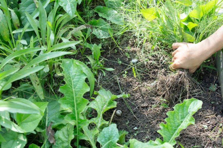 If Weeds Keep Popping Up In The Same Spots, Here Are 9 That Read Your Soil Like A Map