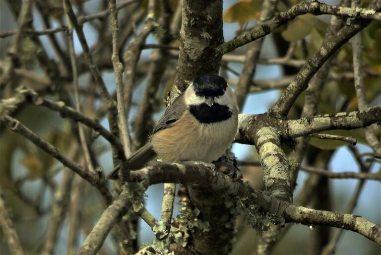 A Native Shrub Nobody Talks About Feeds Chickadees And Screens Your North Carolina Property Line
