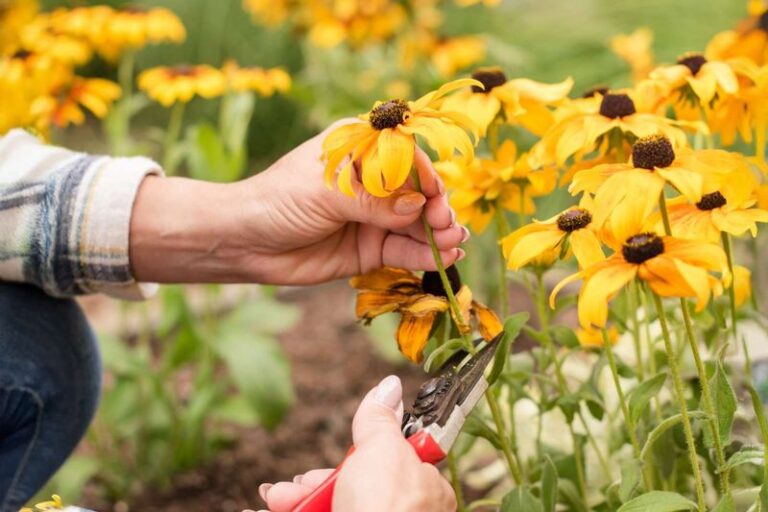 The One Thing North Carolina Black-Eyed Susans Need Right Now Or They Quietly Fade Before The First Frost