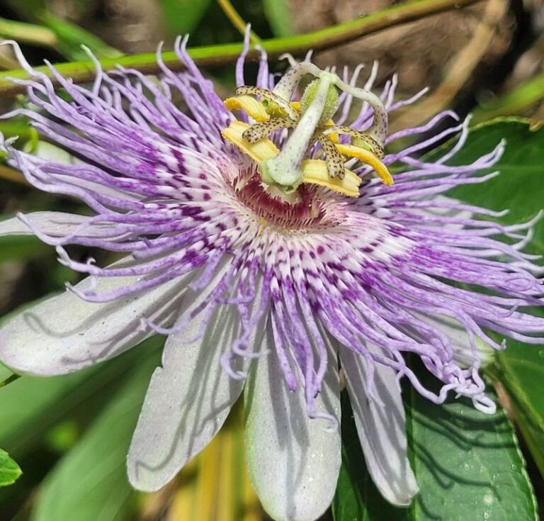 The North Carolina Native Vines That Turn A Bare Wooden Privacy Fence Into A Hummingbird Magnet