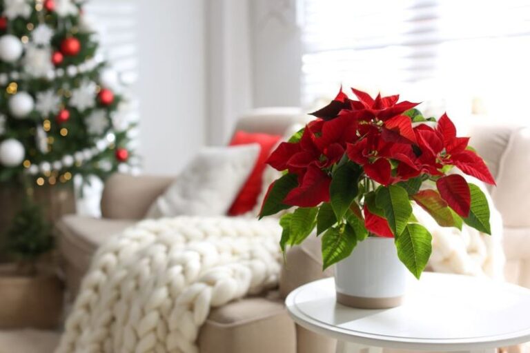 If Your Poinsettia Drops Its Leaves Every Fall, Here’s The Light-And-Dark Reset That Colors It Back Up Before The Holidays