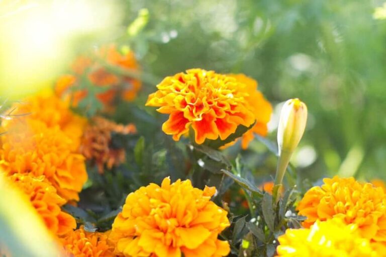 If You Pull Your Marigolds At Season’s End, You’re Tossing Thousands Of Free Flowers – Here’s How To Save The Seeds