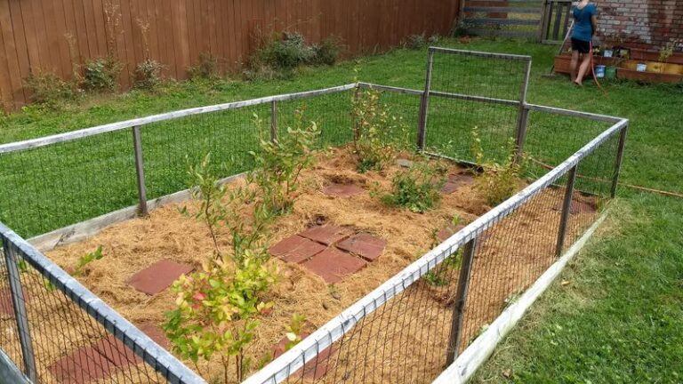 The One Thing North Carolina Blueberry Bushes Need Before The First Freeze To Protect Next Summer’s Crop