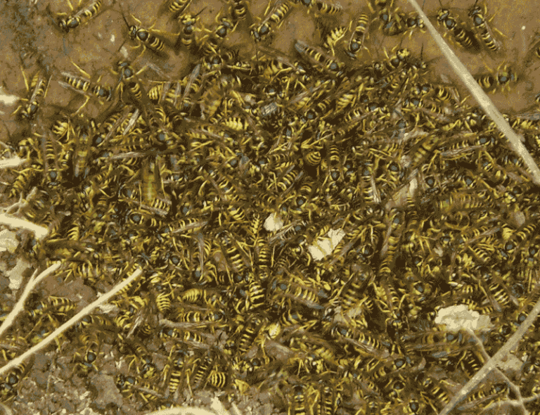 What It Really Means When Yellowjacket Swarms Suddenly Take Over Your North Carolina Yard In Fall
