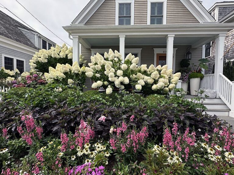 If Your Hydrangeas Gave You Fewer Flowers This Year, These Are The Reasons Behind It