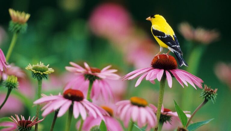 Eastern Purple Coneflower May Draw American Goldfinches to Your North Carolina Yard Through Fall and Into Winter