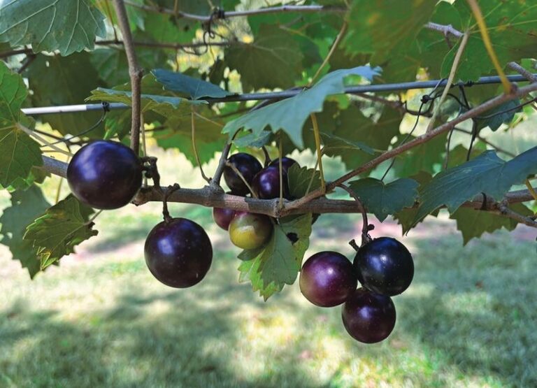 That Muscadine Vine On Your North Carolina Fence Drops Sweet Fruit The Whole Neighborhood Will Envy