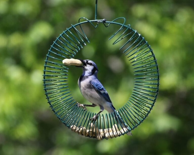 If Blue Jays Visit Your Feeder But Never Stay, Here Are 7 Things Your Yard Is Missing