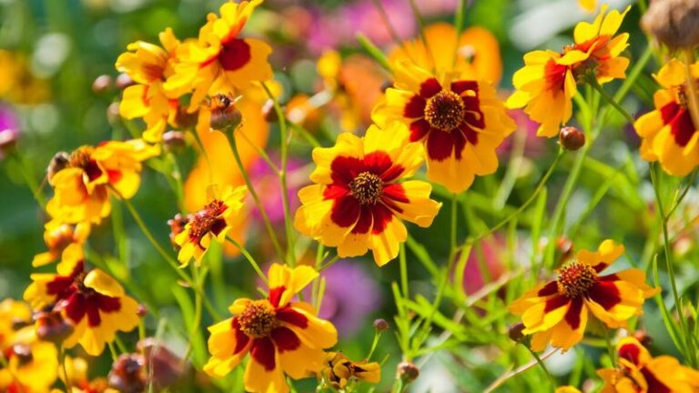 If Butterflies Flutter Past Your Yard Without Stopping, Here Are 13 Flowers That Make Them Stay