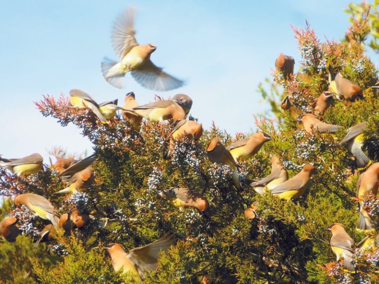Cedar Waxwings Descend On One North Carolina Tree Because Its Berries Ripen Exactly Now