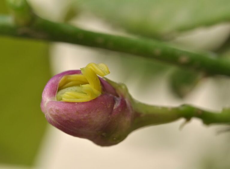 If Your Meyer Lemon Keeps Dropping Fruit And Flowers At Once, Here’s The Quiet Trade-Off It’s Making