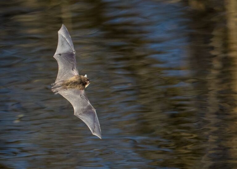 Bats Keep Circling Your North Carolina Yard At Dusk Because Something There Is Feeding Them