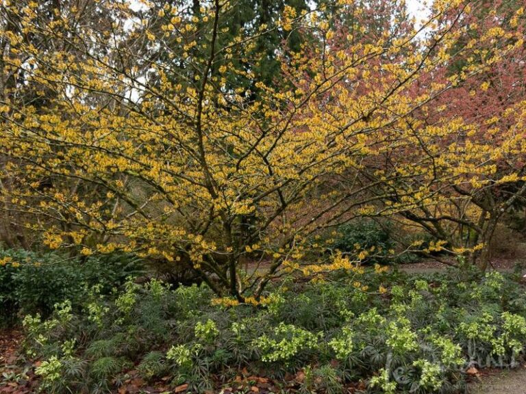 This Native Shrub Blooms In October When Every Other North Carolina Flower Has Quit