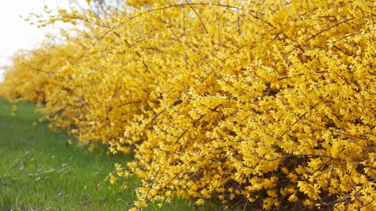 The One Thing North Carolina Forsythia Should Never Go Through In September Or Next Spring’s Gold Never Comes