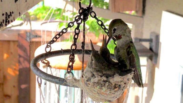 If A Hummingbird Weaves Her Nest On Your Wind Chime, Here’s The Walnut-Sized Cup That Stretches As Her Chicks Outgrow It