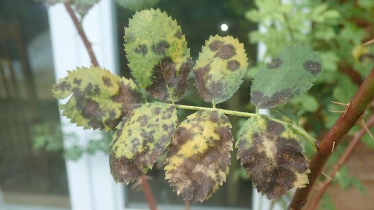 Do These 6 Things To Your Roses This Fall And They’ll Bloom Harder Next Spring