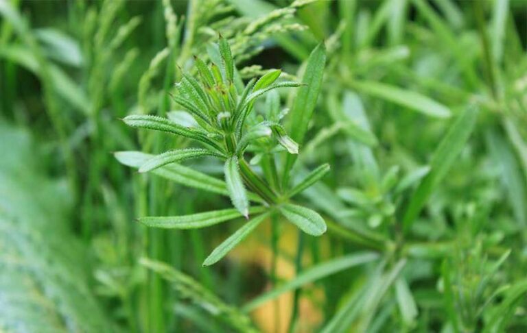 If Goosegrass Keeps Popping Up All Over Your Yard, Here Are 9 Hidden Uses That Make You Rethink Pulling It
